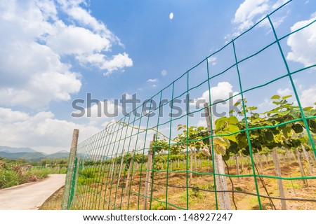 mesh fence in kiwi garden