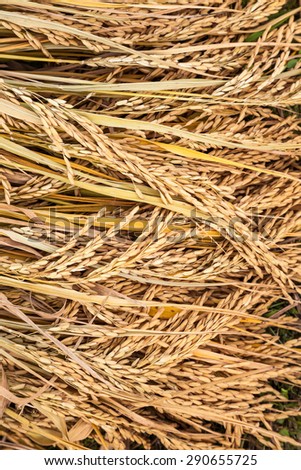 golden rice harvest in autumn lay on the field