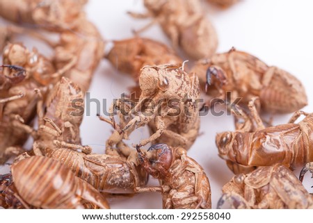 cicada shell, a kind of chinese medical