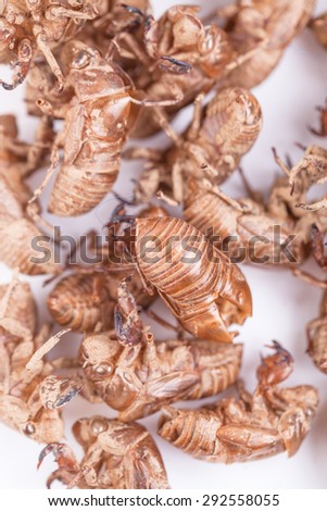 cicada shell, a kind of chinese medical