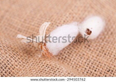 silkworm moth on  flax cloth