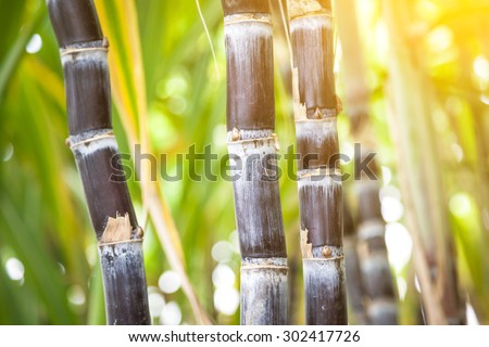 purple sugar cane in the field