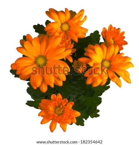 Close up of natural orange daisy flowers bouquet on perfect white background. Clipping path included