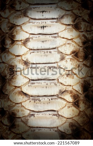 Close up on snake skin texture with brown colored scale, sun light highlighted image center