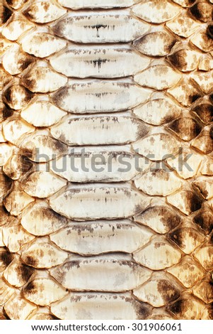 Close up on snake skin texture with yellow colored scale, sun light highlighted image