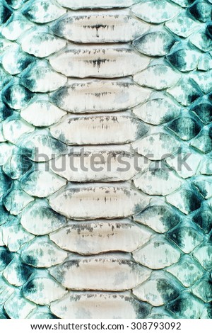 Close up on snake skin texture with cyan colored scale, sun light highlighted image