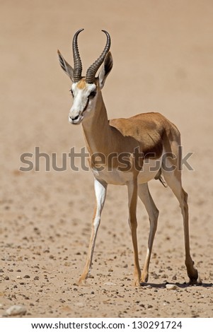 Close-up of springbok walking in desert; Antidorcas marsupialis