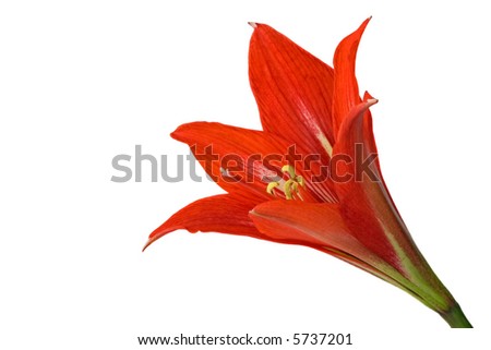 Close-up of amaryllis lily on white background