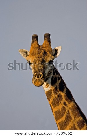 Close-up of giraffe in early morning sunlight; Giraffa camelopardalis; South Africa