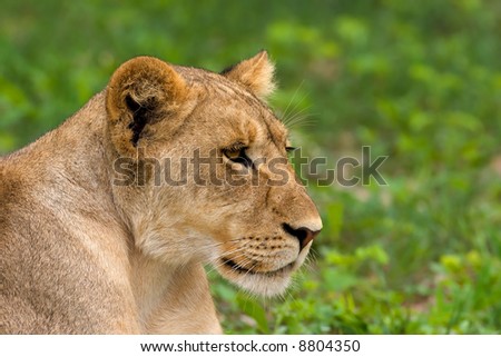 Lion; female; panthera leo; Botswana