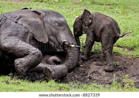 Close-up of baby elephant and  his mother taking a mud bath; Loxodonta Africana; Botswana