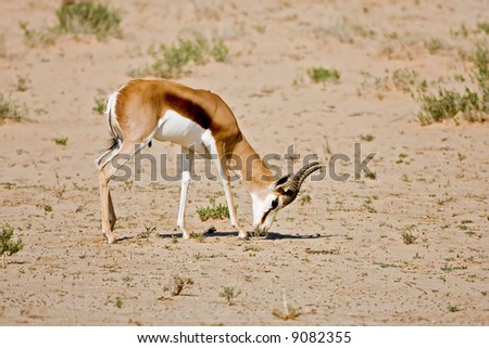 Springbok grazing in dry riverbed; Antidorcas marsupialis; South Africa