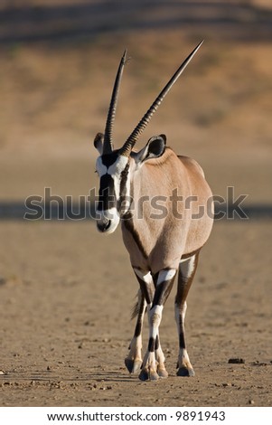 Gemsbok walking in dry riverbed; oryx gazella; South Africa