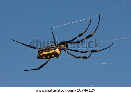 Banded-legged golden orb-web spider; Nephila senegalensis; South Africa