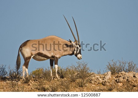 Gemsbok standing on top of a rocky hill against blue sky; Oryx gazella; Kalahari desert; South Africa