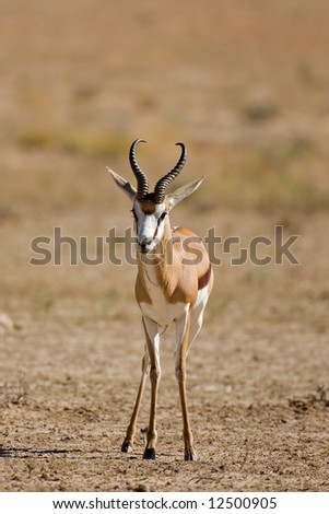 Front view of springbok standing in dry riverbed; Antidorcas marsupialis; Kalahari; South Africa