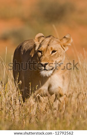 Female lion standing in tall grass; Panthera leo; Kalahari desert; South Africa
