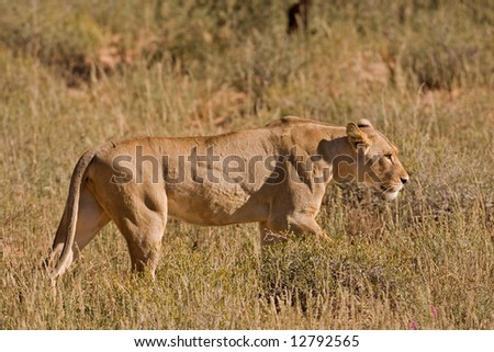 Female lion walking in tall grass; Panthera leo; Kalahari desert; South Africa