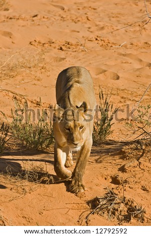Kalahari Desert Lion