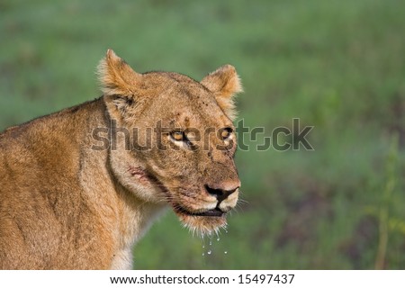 Portrait of lioness with water dripping from her mouth; Panthera leo; South Africa