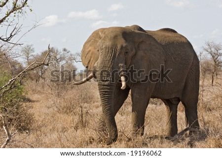 Close-up of large african elephant standing in bush; Loxodonta africana; Elephant