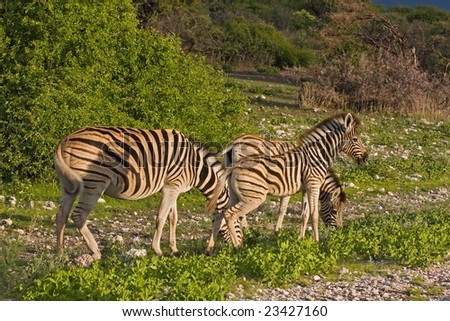 Burchells zebras grazing in field; Equus Burchelli; South Africa