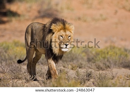 Male lion walking in dry riverbed; Panthera leo; Kalahari desert; South Africa