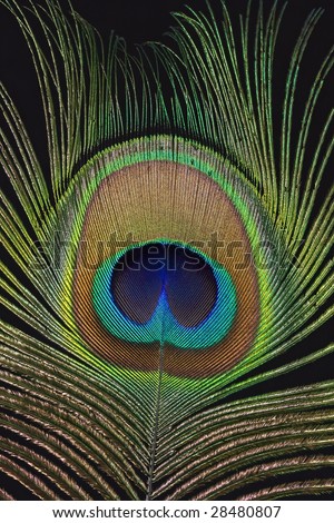 Close-up of single peacock feather
