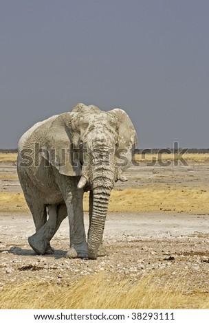 African elephant standing in field full of white lime-stone mud; Loxodonta Africana