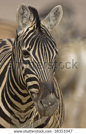 Burchells zebra with dry grass in mouth; Equus Burchell