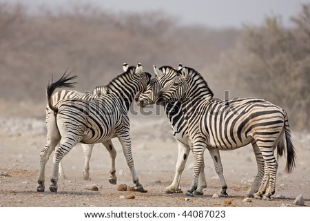 Four Burchells Zebras interacting with each other; Equus burchelli
