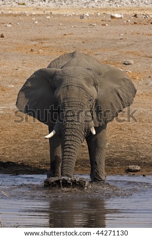 Close-up of Elephant at waterhole blowing muddy water; Loxodonta africana