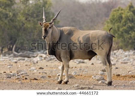Oryx Bull