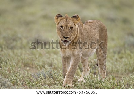 Young male lion walking in green field; Panthera lion