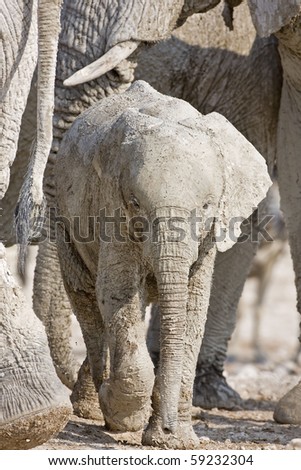 Baby Elephant full of white mud; Loxodonta Africana