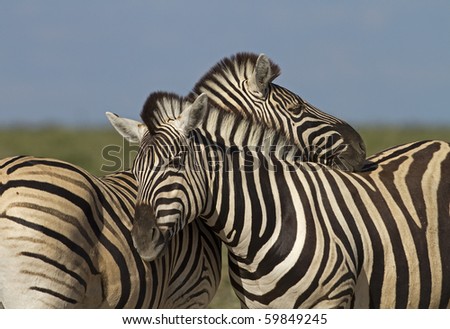 Close-up of two zebras leaning with their heads against each other ; Equus burchell's