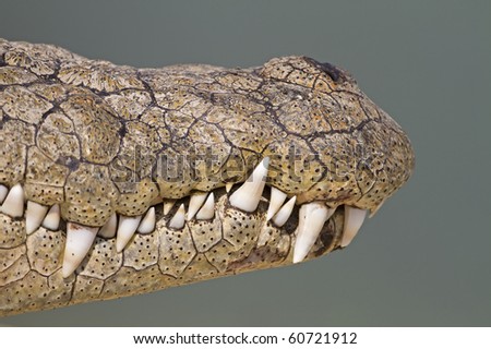 croc teeth