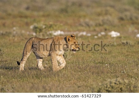Young  lion walking in green grass- field; Panthera lion