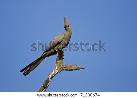 Go-Away-Bird perched on dry treetop; Corythhaixoides concolor