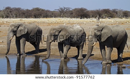 Close-up of three elephant bulls at waterhole; Loxodonta africana