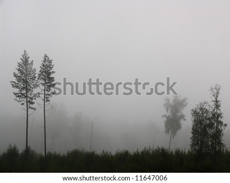 Fog. Morning. The taiga wakes up.