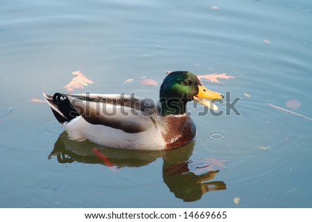 Duck, swimming through the water marked with falling leaves