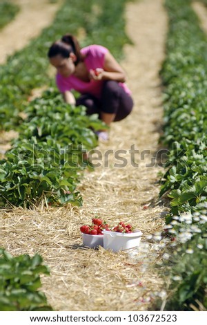 Fresh picked strawberries in strawberry field