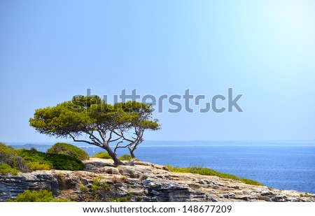 Lonely Tree on the Rock in the Sunshine in Mallorca, Spain ( Balearic Islands )