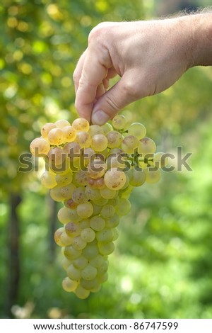 Hand Holding Fresh Bunch of Grapes In The Vineyard