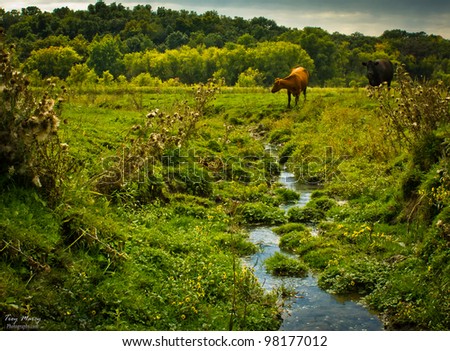 A cow getting a nice cold drink from a stream in the country.
