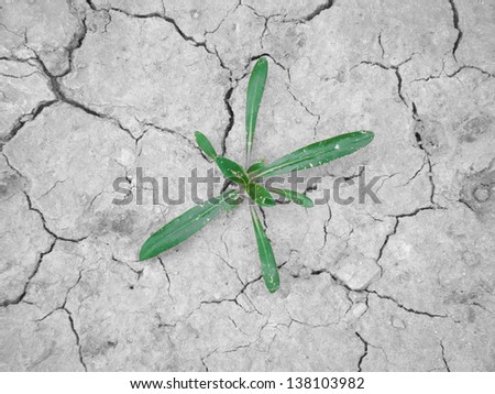 Fresh green plant coming to life on cracked desert ground