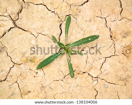 Fresh green plant coming to life on cracked desert ground