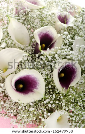 Bouquet of purple and white calla lilies