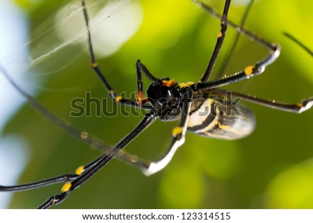 Closed up face of banana spider in web at florida wetland